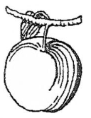 mālum, -ī (n.)