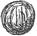 pila, -ae (f.)