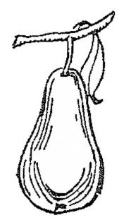 pirum, -ī (n.)