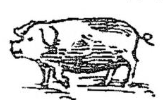 porcus, -ī (m.)