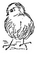 pullus, -ī (m.)