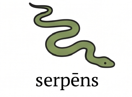 serpēns, serpentis m./f.