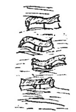 tālī, -ōrum (m.)