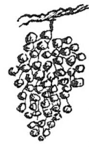 ūvae, -ārum (f.)